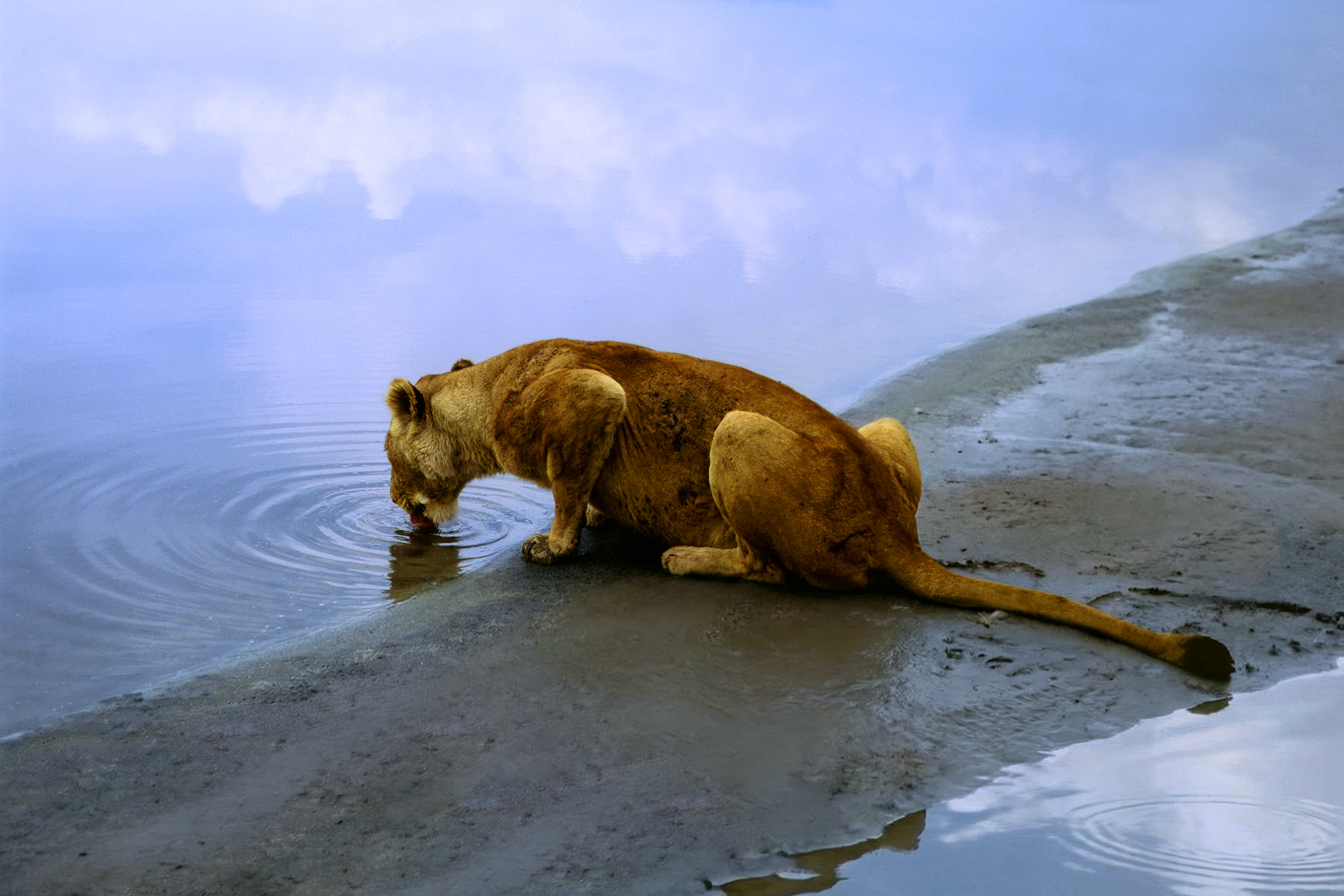 Animaux